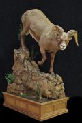 BigHorn Sheep