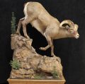 BigHorn Sheep