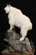 Mountian Goat