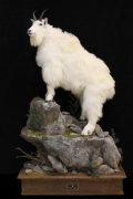 MountainGoat