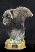 Muskox