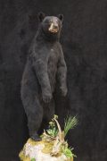 Black Bear