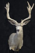 Mule Deer