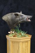 Boar pedestal