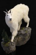 Mt.Goat