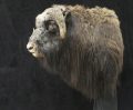 Muskox