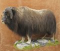 Musk ox from Greenland