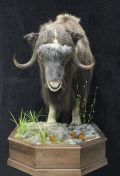 1/2 life size muskox