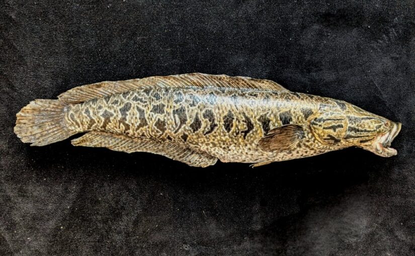 fish taxidermy near me