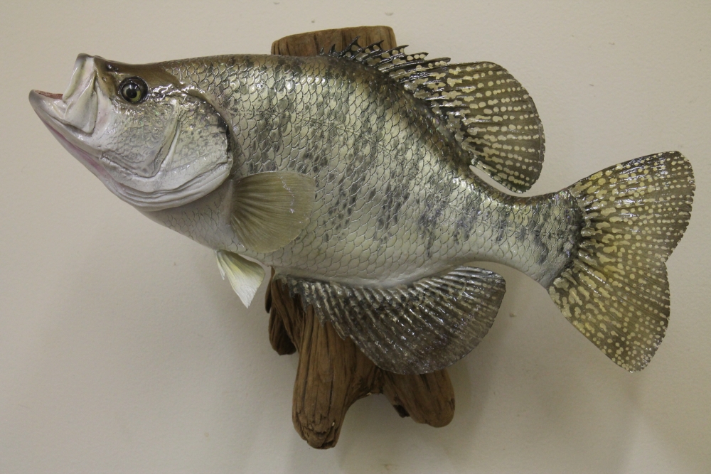 fish taxidermy near me