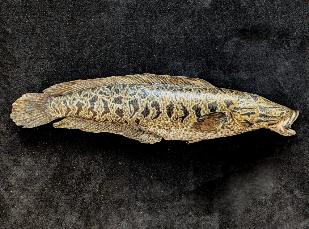 fish taxidermy near me